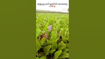 നവ്യ നായർ ചെയ്തത് ഇത്ര വലിയ തെറ്റാണോ?😳