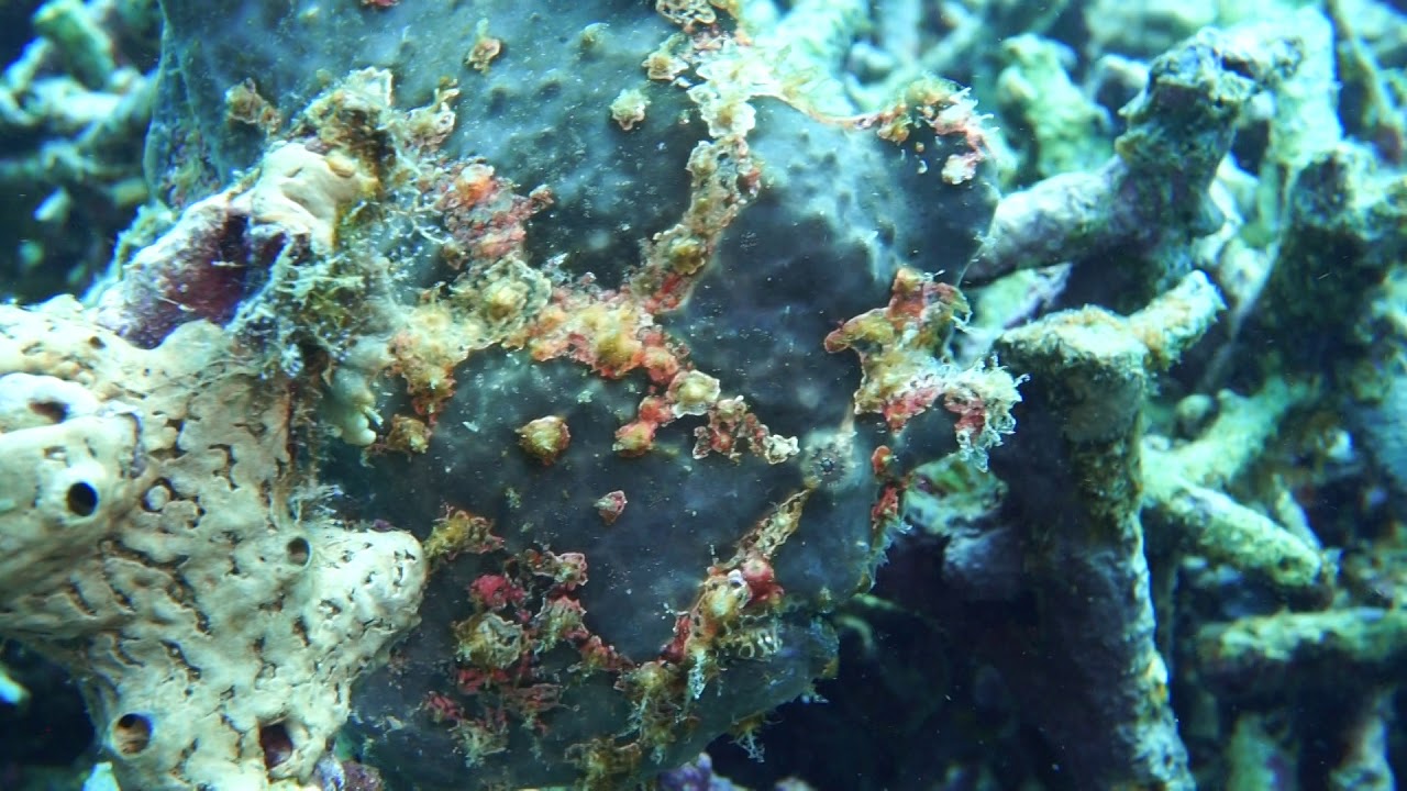 Antennarius commerson - Giant frogfish - Рыба-удильщик Коммерсона