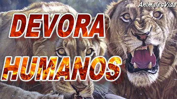 ¿A los leones les gusta comer humanos?