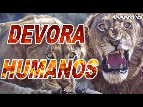 Video: ¿Remington fue asesinado por los leones tsavo?