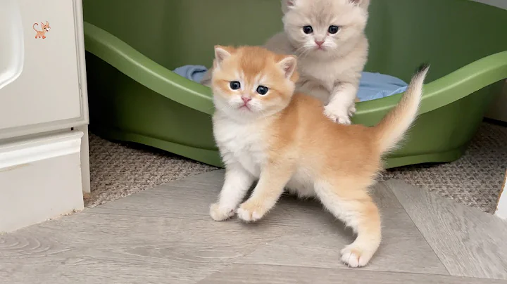 Watch the video about Cute and Funny Five little British Golden shaded kittens!