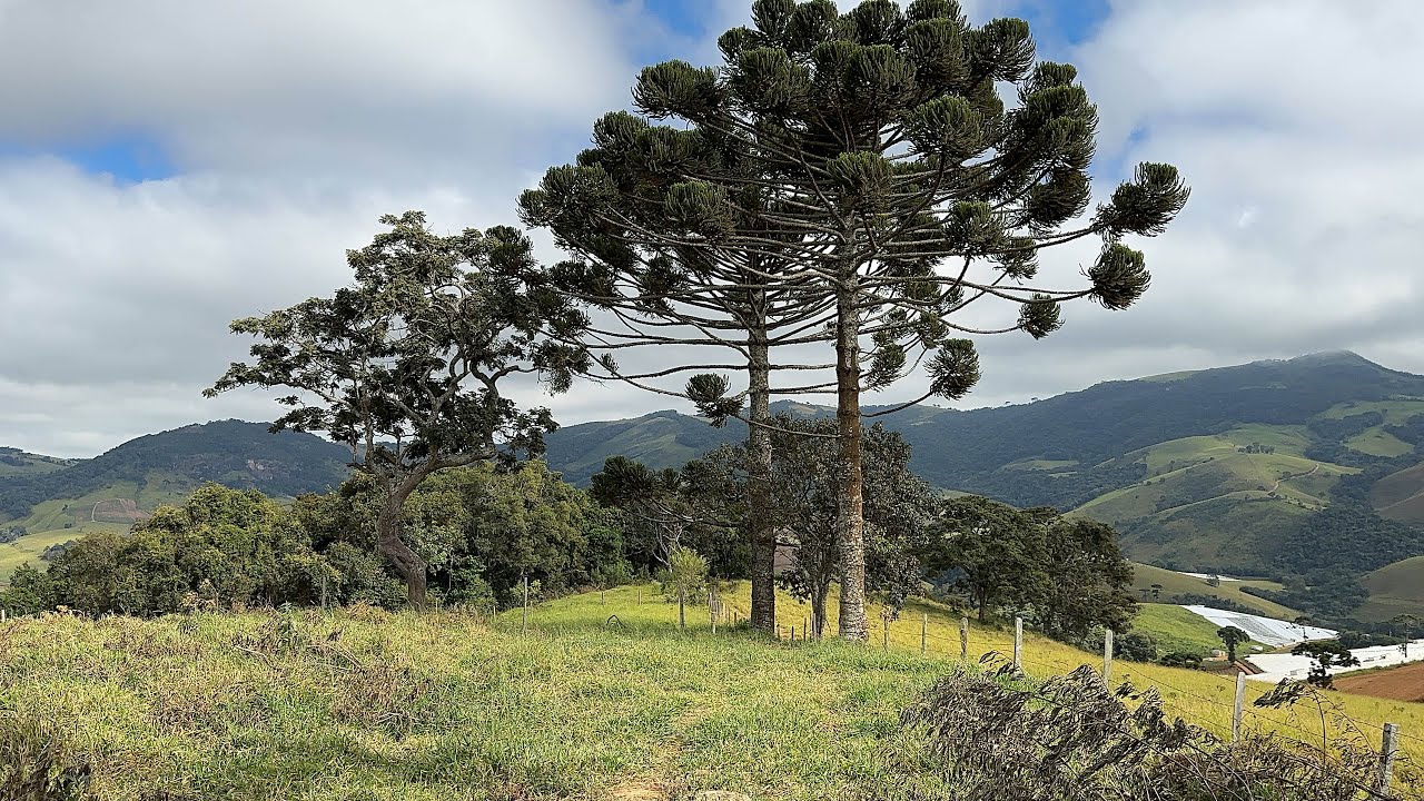 🌳Chácara da Araucária c/Terreno de 20.000 mts | ESCRITURA | Casa ...