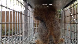 Baby squirrel in live-catch rat trap