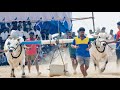Karnataka state chandrabanda new category bulls race 7 kadi