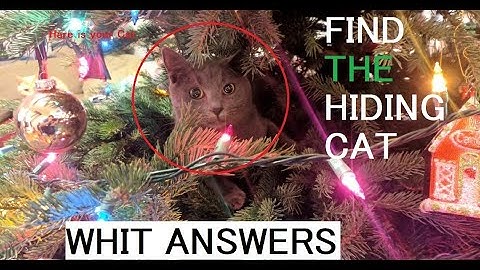 where is the cat with answer | can you see the cat answer | can you spot the cat | wheres cat photo