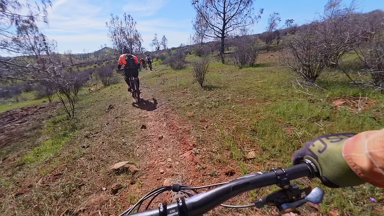 Here Come the Flowers