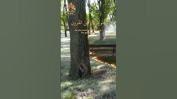 قرآن كريم | ما تيسر من سورة هود | تلاوة هادئة عذبة بصوت خاشع بصوت القارئ إسلام صبحي