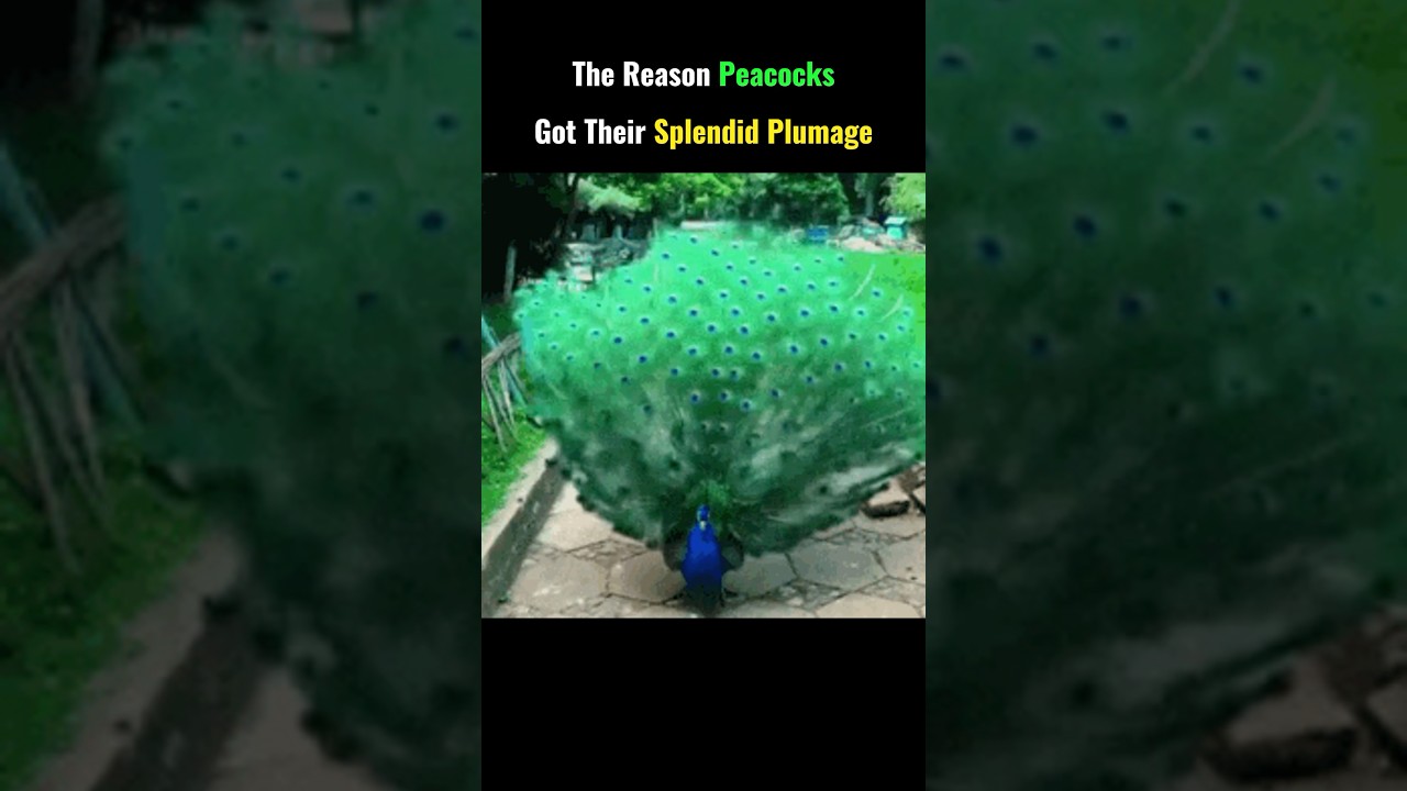 Peacock's Plumage