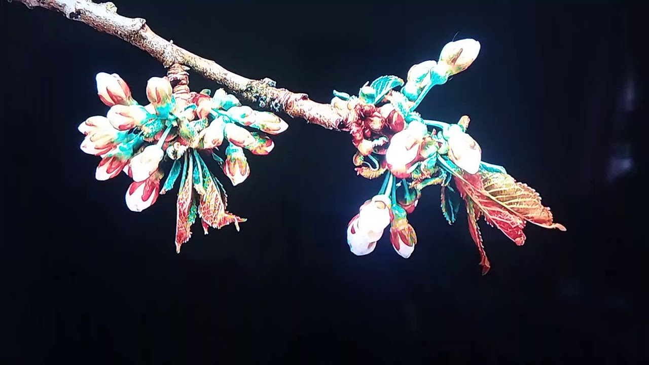 ( astro oasis ) Azan Asar