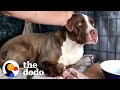 Radio dj drives an hour every day for months to gain this wild pitties trust  the dodo heroes