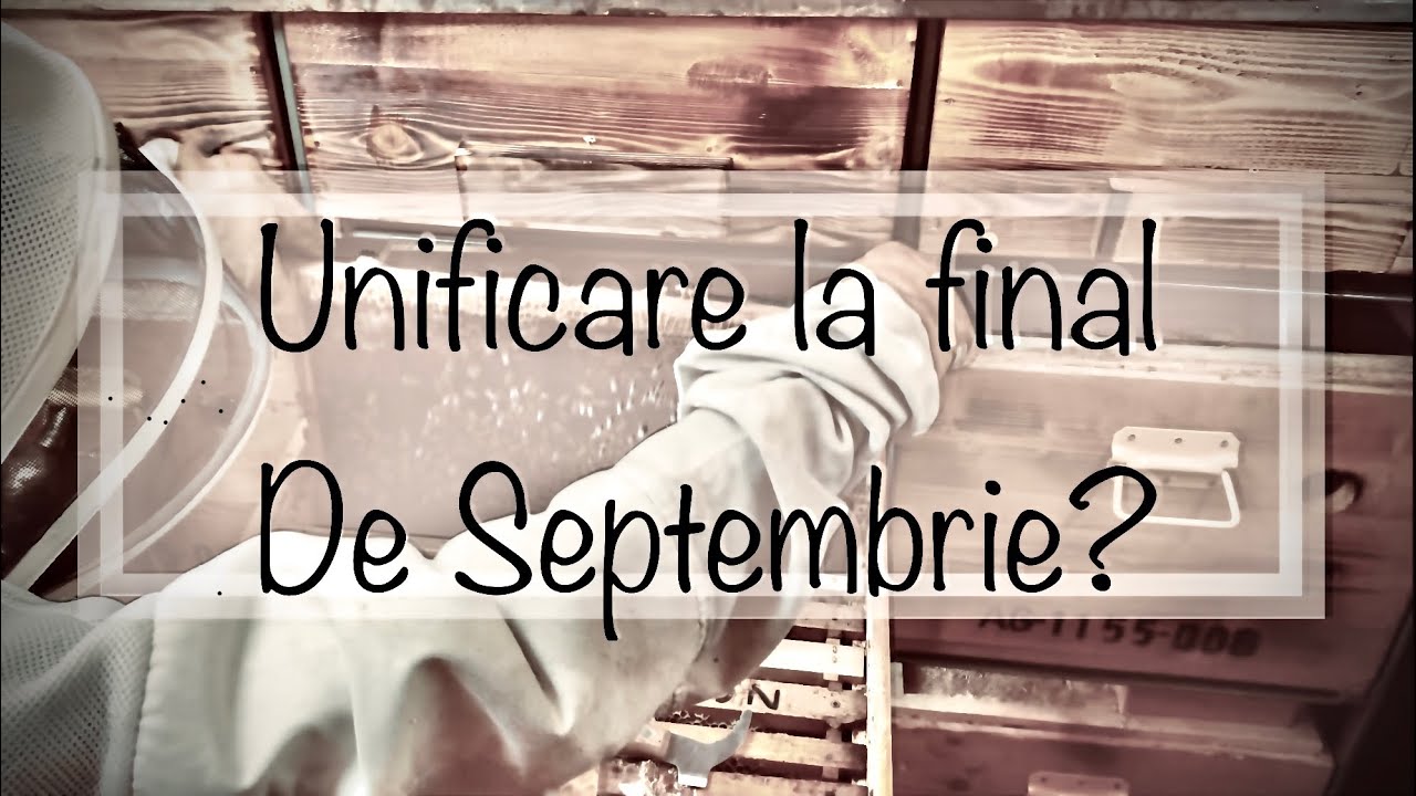 41.Unificare stup fara matca cu un roi pe 2-3 rame cu matca
