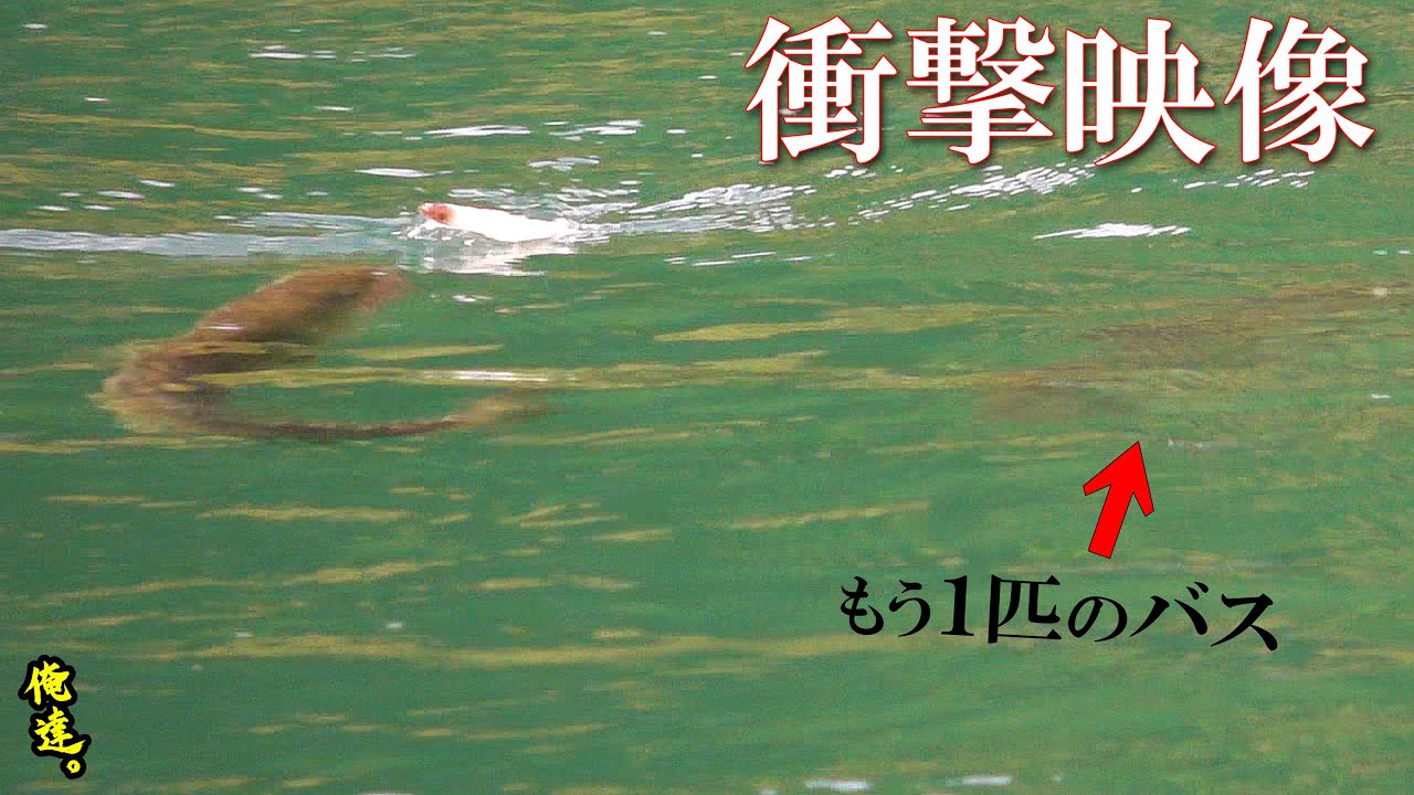 振り向きざまに本能剥き出しでルアーに襲い掛かる衝撃映像 魚釣り系you Tuberまとめサイト Fishing 振り向きざまに本能剥き出しでルアーに襲い掛かる衝撃映像 魚釣り系you Tuberまとめサイト Fishing