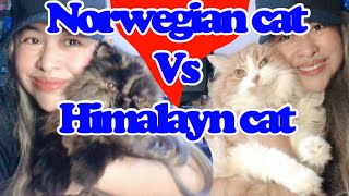 Vlog 73 Norwegian forest cat vs himalayan cat on winter suit