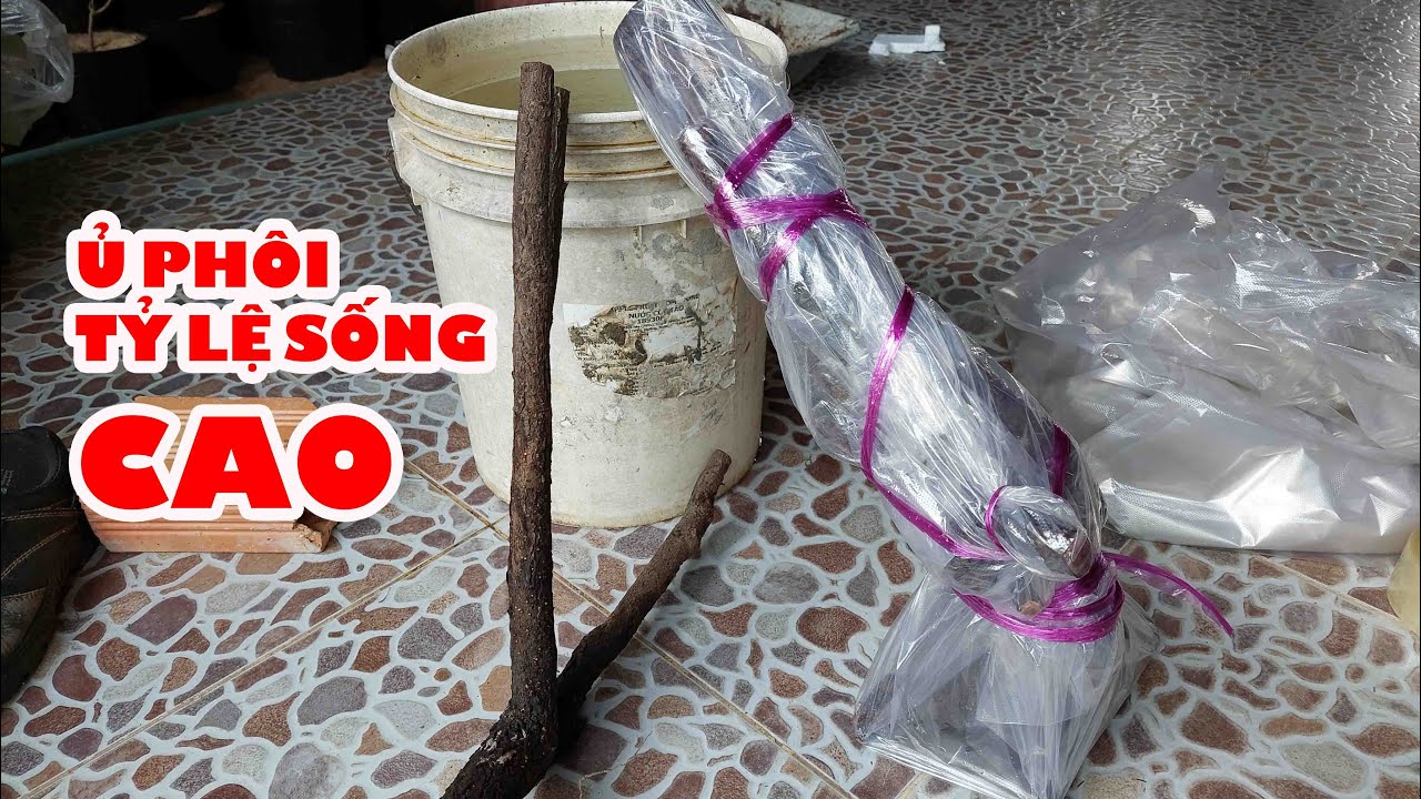 Cách Ủ Các Loại Cây Phôi,Tăng Tỷ Lệ Sống Cao Nhất Cho Cây Phôi