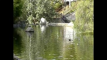 Swallow drinking water in flight