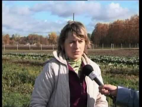 Video: Petrovska Dārzeņu Dārzs Strelnā Krieviem Atvēra Daudzus Augus