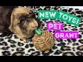 6 Classroom Guinea Pigs Testing New Toys | Pets In The Classroom Grant