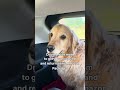 Anything for the pup cup🤪🆘 #goldenretriever #puppy #dog #funnydog #funny