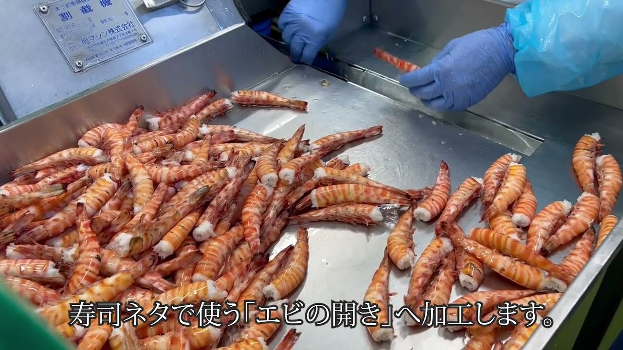 寿司ネタ エビの開き加工 Shrimp Butterfly Cut 【旭マシン】 / youtube