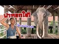 เกือบดับ!! ตาลุนเล่านาทีโดนทองใบทำร้าย ขว้างหอกใส่  Elephant thailand