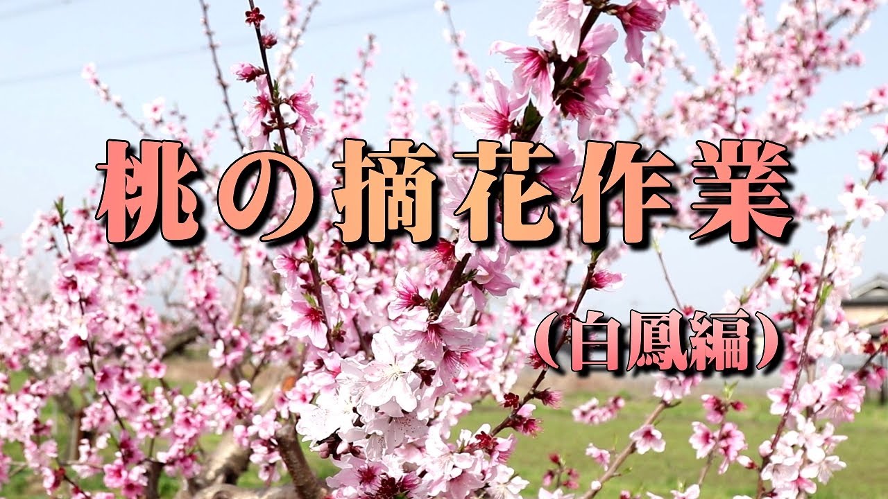 桃の摘花（てきばな）作業（白鳳編）