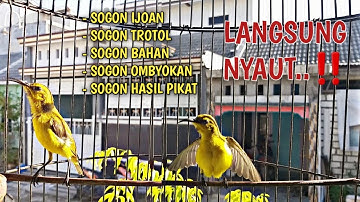 SOGON IJOAN NGRIWIK‼, KURANG DARI 1 MENIT SOGON IJOAN / TROTOL MANAPUN LANGSUNG NYAUT DENGAR INI