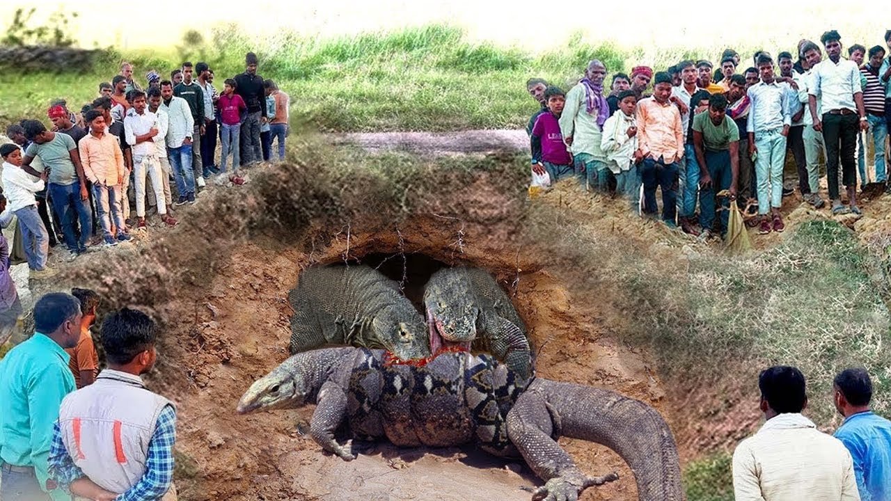 Colossal Python's Greedy Retribution! Ruthless Komodo Dragon Eats ...