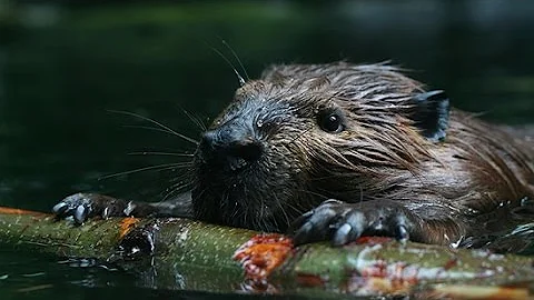 How Beavers stop flooding and make rivers better