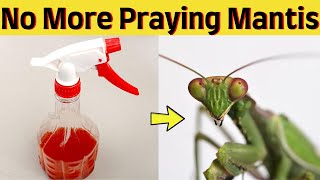 How to Humanely Get Rid of Praying Mantis in Your House