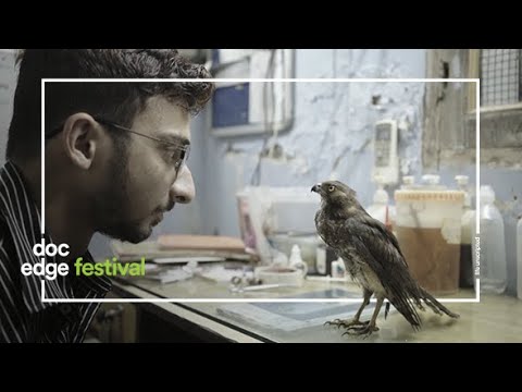 "All That Breathes" Selected Scenes | Doc Edge Festival 2022