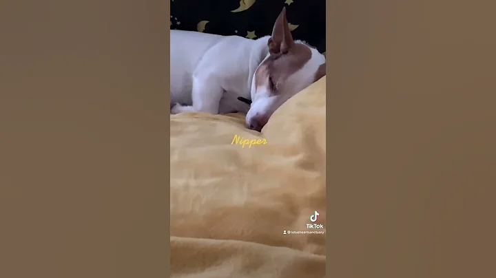 Nipper the adorable Jack Russell