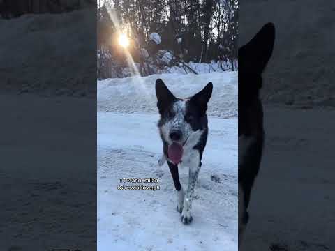 Видео: Умът на кучето