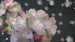 (ペーパーフラワー）簡単！桜の花の作り方　【DIY】(Paper Flower) Easy!Sakura