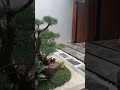 Jasa Pembuatan Taman Malang – Portofolio Undukan Garden (Part 60)