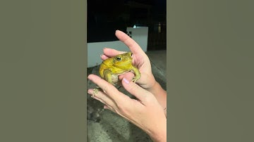 Thumbnail of Puerto Rico frogs. Coqui sounds and cane toads in the rainforest