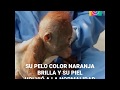 El rescate del orangután bebé