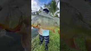 Big Peacock Bass!