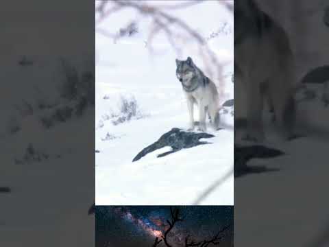 Как живут волки? #животные #природа