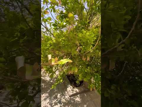 اعراض مرض مكنسة الساحرة في الليمون العماني 