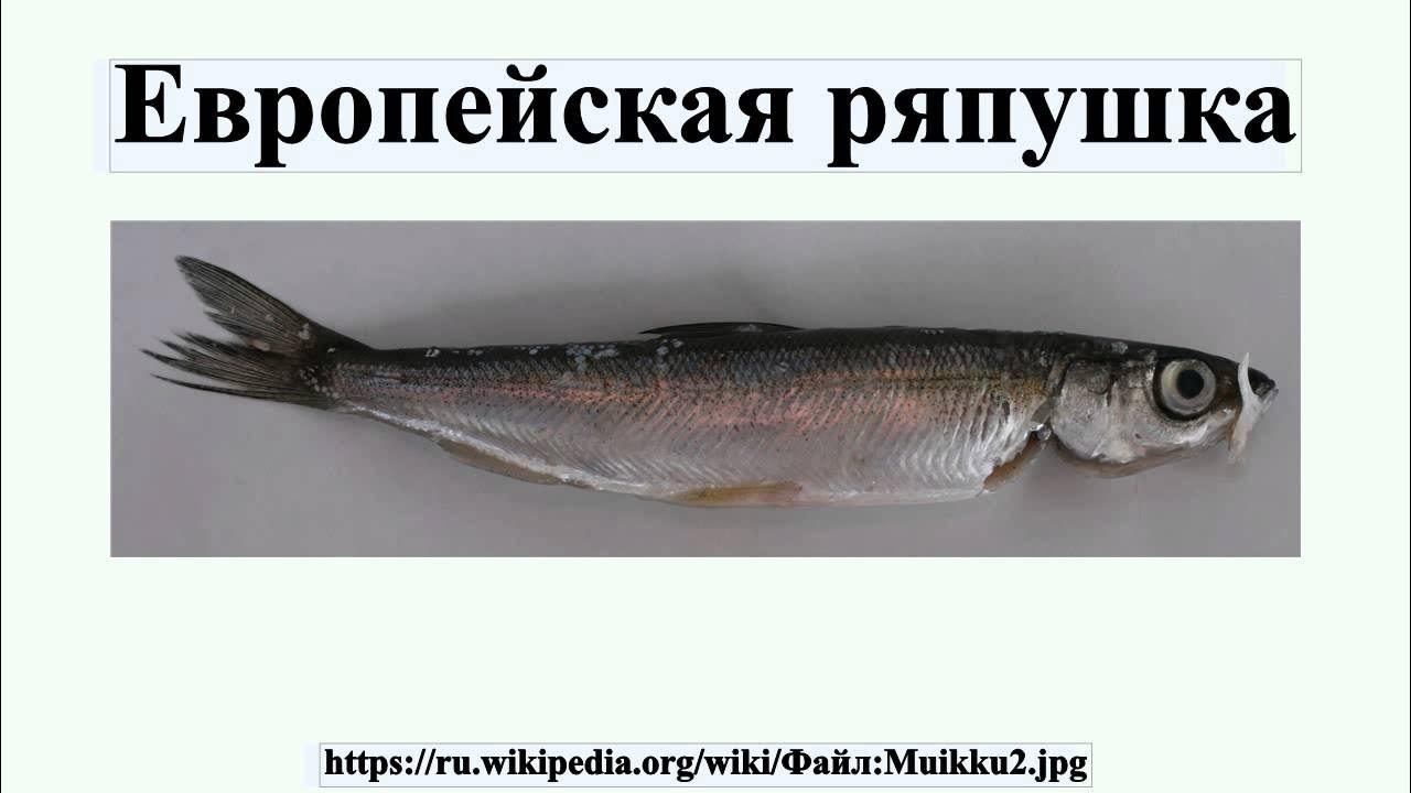 Как выглядит рыба рябушка