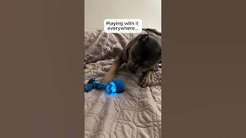 It Has Changed Him Dog Doglife Dogtoys Dogshorts 