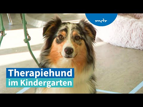 Video: Hilfe Finden Sie den Besitzer des Hundes, der von Heroic Cop gerettet wurde