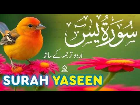 Surah Yasin ( Yaseen ) with Urdu Tarjuma | Quran tilawat | Quran with Urdu Hindi Translation