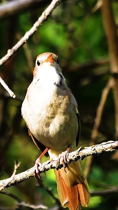 SUARA TEMBAKAN BURUNG SIKATAN LONDO DI HUTAN | NIGHTINGALE #birds #shorts #sikatanlondo #nightingale