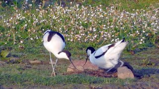 Goldcliff Birding #191   4K