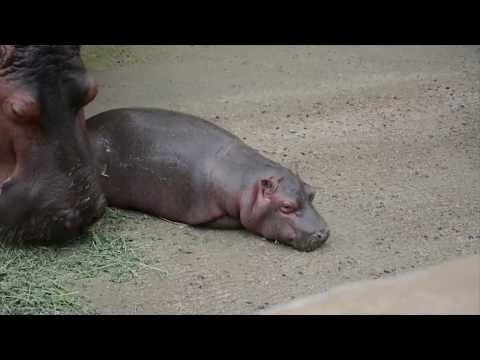 Una cría de hipopótamo es la principal atracción de un zoológico en México