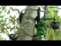 Arecanut climbing machine