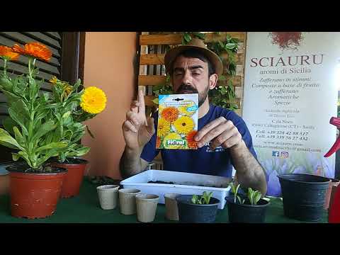 Video: Piantare semi di calendula: scopri come raccogliere e seminare semi di calendula