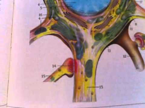 "Anatomy and Physiology", The Nerve Cell - YouTube