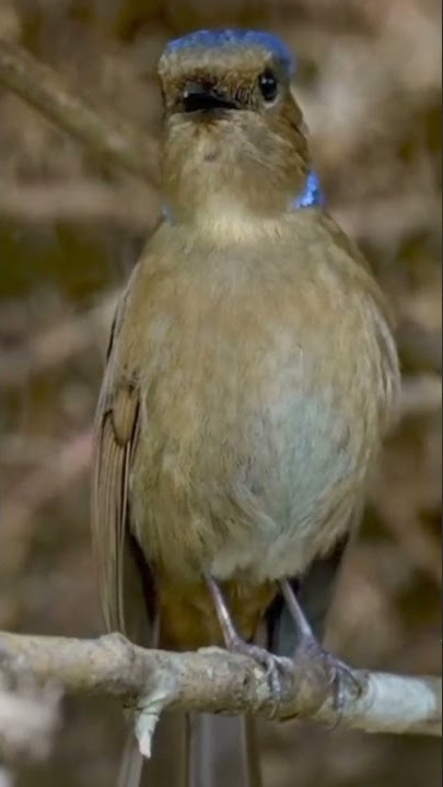 Female Niltava singing Do-re-mi.....🎶 #birdwatching #birdsinging #birds